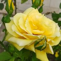 eliflowers.al