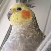 aduduaraujooficial370