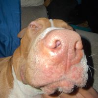 Follow like share if Im cute