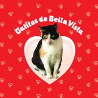 gatitosdebellavista39