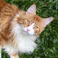 romy.the.mainecoon