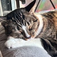 ch3shiire.cat