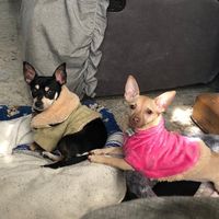 losperrihijosgonzalez5