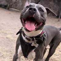 original sound - eldogodante