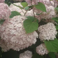 original sound - s.omiso