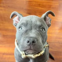 original sound - sevenel.perro