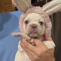 frenchkissfrenchies1