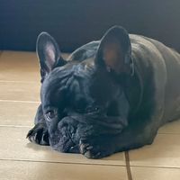 kembaelfrenchiewalker