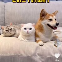 bestpets_shops