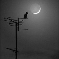 ninaumathayauraqiajayu