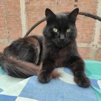 negrete0615
