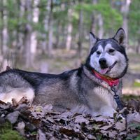 eva_malamute
