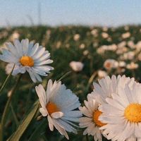 оригінальний звук