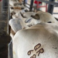 agropecuarios_15