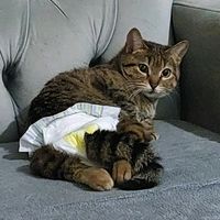 thea_serafin_meleklerevi