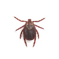 bugzeke