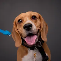 original sound - pukibeagle