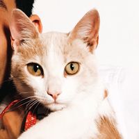gatuchi0
