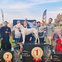 dogoargentino21699309609