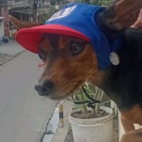 sheikastrogildonininha