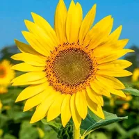 original sound - aulakasih878