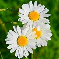 original sound - maga_16101