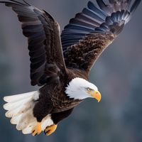 metalidademilionaria888