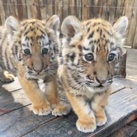 cutezoo0728