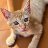 jaquelinogato