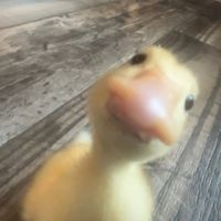 soyfwr1