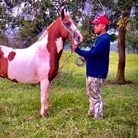 Diomedes agropecuario