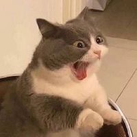 original sound - หอยหลอด