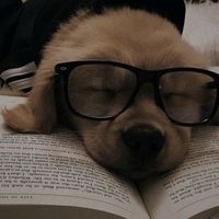 bookssbelly