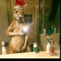 _roxwarg