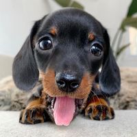 wiener_doggy