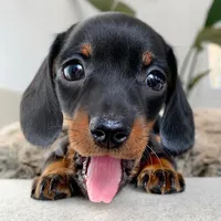 wiener dog