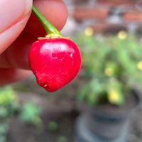 suara asli - iissrimulyani63