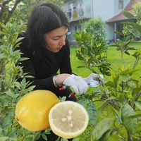 sadnice_limuna