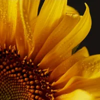 original sound - dayjpb