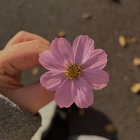 isabel_848