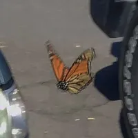 original sound - ...quotez