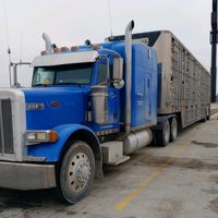 anthonylivestocktrucking