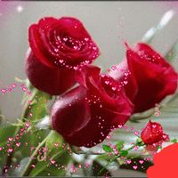roselipereira4976