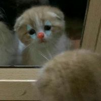 wontiny3