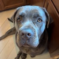 sagethecanecorso