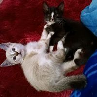 catsmichis2