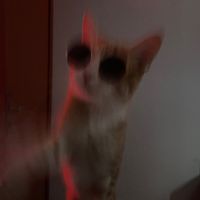 suricat_simbinha_