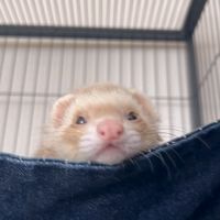 vviaa_021