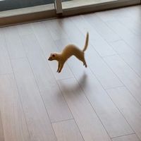 pulledporksandwich69