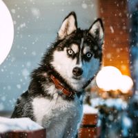оригинальный звук